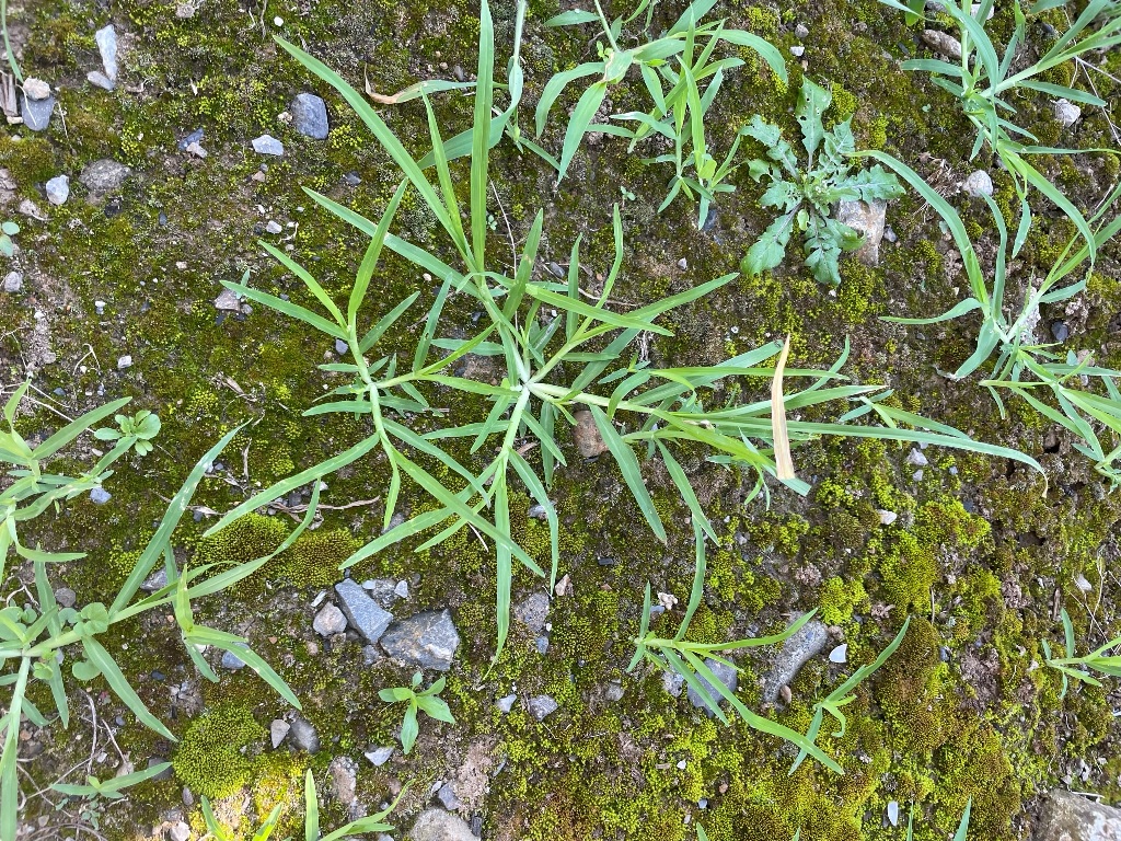 今年は早くも発生 厄介な雑草オヒシバ P 太陽光で人生を楽しむ 茨城県 脱サラ編